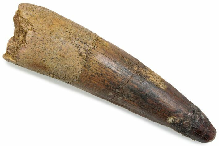 Fossil Spinosaurus Tooth - Real Dinosaur Tooth #376375